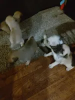 3, a female Pug for sale in Bradenton, FL – Photo 1 of 2