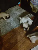 2, a female Pug for sale in Bradenton, FL – Photo 1 of 2