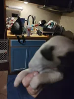 2, a female Pug for sale in Bradenton, FL – Photo 2 of 2