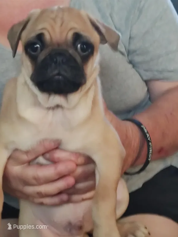 6 – Pug puppy for sale in Bradenton, FL