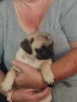 6, a male Pug for sale in Bradenton, FL – 9 of 10