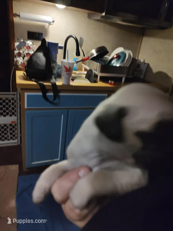 6, a male Pug for sale in Bradenton, FL – Photo 1 of 2