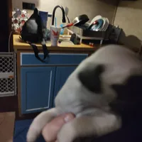 6, a male Pug for sale in Bradenton, FL – Photo 2 of 5