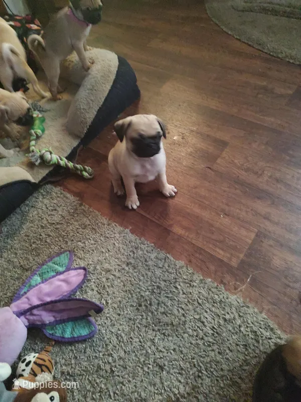 6 – Pug puppy for sale in Bradenton, FL