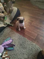 6, a male Pug for sale in Bradenton, FL – Photo 5 of 5