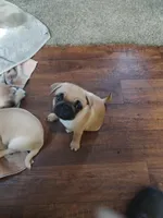 6, a male Pug for sale in Bradenton, FL – Photo 4 of 5