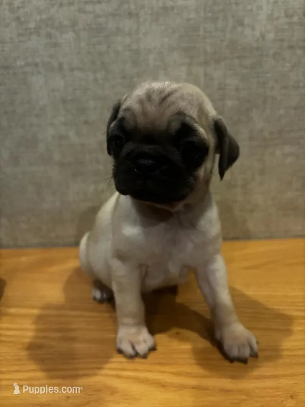 6 – Pug puppy for sale in Bradenton, FL