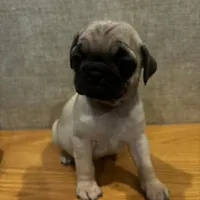 6, a male Pug for sale in Bradenton, FL – Photo 1 of 5