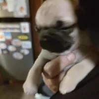 6, a male Pug for sale in Bradenton, FL – Photo 3 of 5