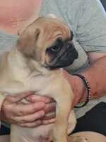 6, a male Pug for sale in Bradenton, FL – 8 of 10