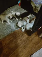 6, a male Pug for sale in Bradenton, FL – Photo 1 of 2