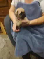 5, a male Pug for sale in Bradenton, FL – Photo 2 of 2