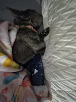 Emmah, a female French Bulldog for sale in Ocala, FL – 4 of 4