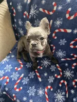 Emmah, a female French Bulldog for sale in Ocala, FL – 3 of 4