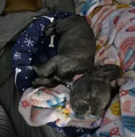 Emmah, a female French Bulldog for sale in Ocala, FL – 2 of 4