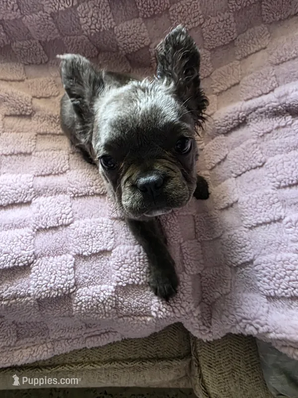 Emmah  – French Bulldog puppy for sale in Ocala, FL