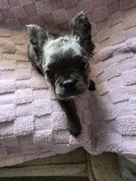 Emmah, a female French Bulldog for sale in Ocala, FL – 1 of 4
