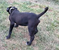 Xena, a female American Bulldog for sale in Lynchburg City, VA – 2 of 7