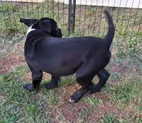 Smokey, a male American Bulldog for sale in Lynchburg City, VA – 4 of 7