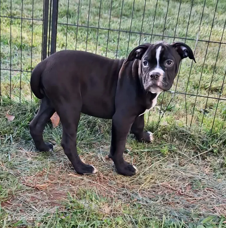 Miracle – American Bulldog puppy for sale in Lynchburg City, VA