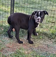 Miracle, a female American Bulldog for sale in Lynchburg City, VA – 1 of 7