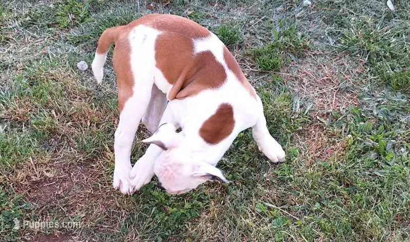 Titan – American Bulldog puppy for sale in Lynchburg City, VA