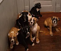Hercules, a male American Bulldog for sale in Lynchburg City, VA – 8 of 8