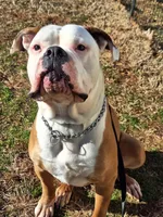 Smokey, a male American Bulldog for sale in Lynchburg City, VA – 5 of 7