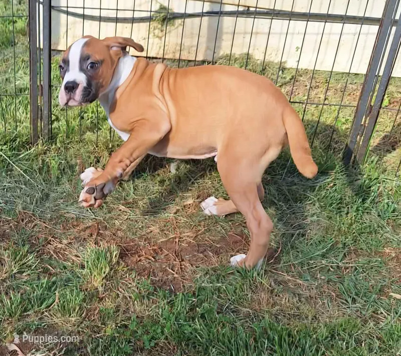 Hercules – American Bulldog puppy for sale in Lynchburg City, VA