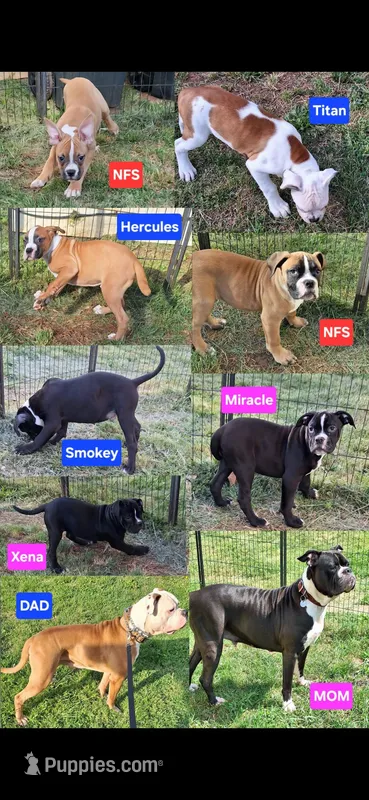 Titan – American Bulldog puppy for sale in Lynchburg City, VA