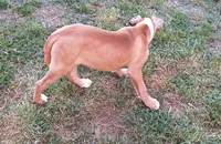 Hercules, a male American Bulldog for sale in Lynchburg City, VA – 6 of 8