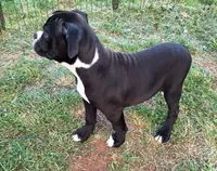 Miracle, a female American Bulldog for sale in Lynchburg City, VA – 2 of 7