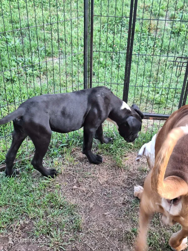Smokey – American Bulldog puppy for sale in Lynchburg City, VA