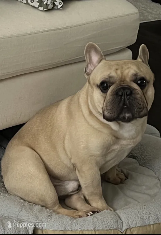 Hershel – French Bulldog puppy for sale in Acworth, GA