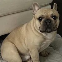 Hershel, a male French Bulldog for sale in Acworth, GA – Photo 1 of 3