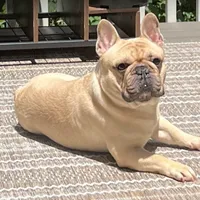 Hershel, a male French Bulldog for sale in Acworth, GA – Photo 2 of 3