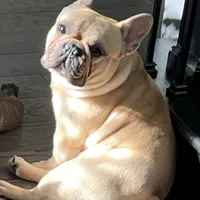 Hershel, a male French Bulldog for sale in Acworth, GA – Photo 3 of 3