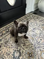 Gladys, a female French Bulldog for sale in Acworth, GA – Photo 3 of 3