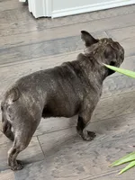 Gladys, a female French Bulldog for sale in Acworth, GA – Photo 2 of 3