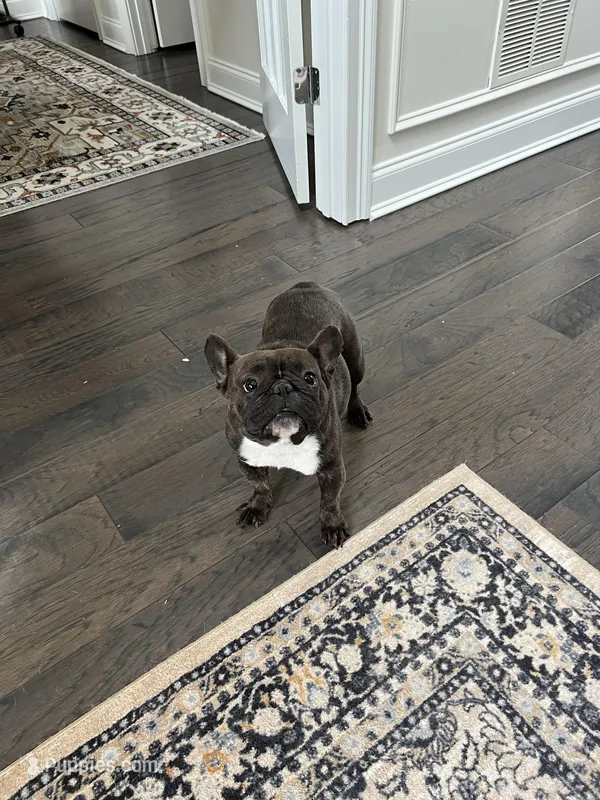Gladys – French Bulldog puppy for sale in Acworth, GA