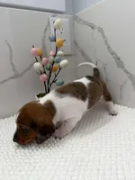 Dach male, a male Dachshund for sale in Marietta, GA – Photo 2 of 4