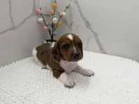 Dach male, a male Dachshund for sale in Marietta, GA – Photo 1 of 4