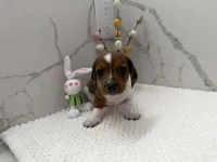 Dach male, a male Dachshund for sale in Marietta, GA – Photo 3 of 4