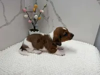 Dach male, a male Dachshund for sale in Marietta, GA – Photo 4 of 4