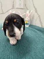 Dachs female 2, a female Dachshund for sale in Marietta, GA – Photo 5 of 6