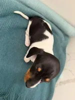 Dachs female 2, a female Dachshund for sale in Marietta, GA – Photo 3 of 6