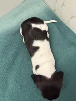 Dachs female 2, a female Dachshund for sale in Marietta, GA – Photo 6 of 6