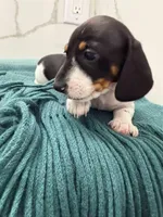 Dachs female 2, a female Dachshund for sale in Marietta, GA – Photo 4 of 6