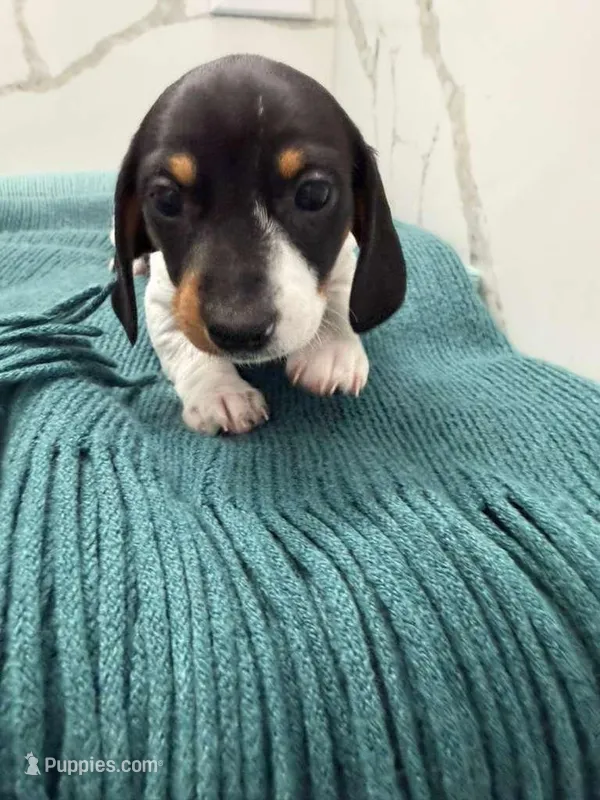 Dachs female 2, a female Dachshund for sale in Marietta, GA – Photo 1 of 6