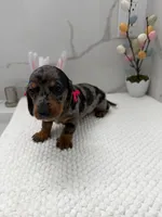 Dachsh female, a female Dachshund for sale in Marietta, GA – Photo 2 of 5
